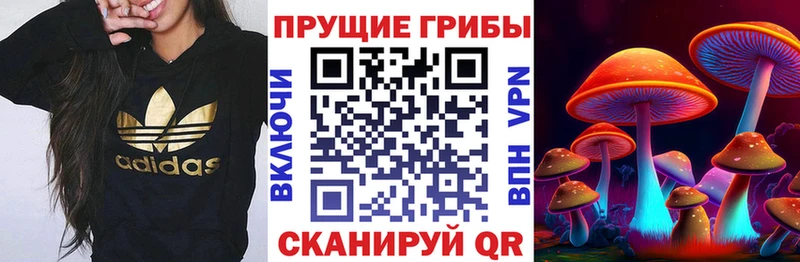 Псилоцибиновые грибы Psilocybine cubensis  Михайлов 